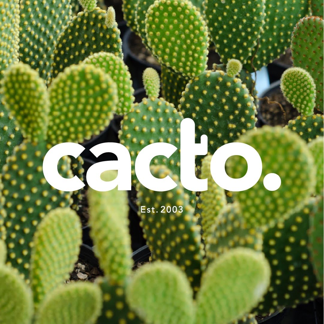 Cactos com logo branca